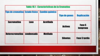 Tabla 10.1 - Características de la Cromatina
Tipo de cromatina Estado físico Cambio químico
Tipo de genes

Activos

Eucromatina

Laxa

Heterocromatina condensada

Replicación

Fase S
temprana

Silentes

Fase S tardía

Acetilada

Metilada

 