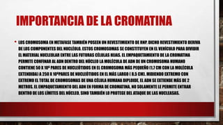 IMPORTANCIA DE LA CROMATINA
• LOS CROMOSOMA EN METAFASE TAMBIÉN POSEEN UN REVESTIMIENTO DE RNP. DICHO REVESTIMIENTO DERIVA
DE LOS COMPONENTES DEL NUCLÉOLO. ESTOS CROMOSOMAS SE CONSTITUYEN EN EL VEHÍCULO PARA DIVIDIR
EL MATERIAL NUCLEOLAR ENTRE LAS FUTURAS CÉLULAS HIJAS. EL EMPAQUETAMIENTO DE LA CROMATINA
PERMITE CONFINAR AL ADN DENTRO DEL NÚCLEO LA MOLÉCULA DE ADN DE UN CROMOSOMA HUMANO
CONTIENE 50 X 106 PARES DE NUCLEÓTIDOS EN EL CROMOSOMA MÁS PEQUEÑO (1.7 CM CON LA MOLÉCULA
EXTENDIDA) A 250 X 106PARES DE NUCLEÓTIDOS EN EL MÁS LARGO ( 8.5 CM). MIDIENDO EXTREMO CON
EXTREMO EL TOTAL DE CROMOSOMAS DE UNA CÉLULA HUMANA DIPLOIDE, EL ADN SE EXTIENDE MÁS DE 2
METROS. EL EMPAQUETAMIENTO DEL ADN EN FORMA DE CROMATINA, NO SOLAMENTE LE PERMITE ENTRAR
DENTRO DE LOS LÍMITES DEL NÚCLEO, SINO TAMBIÉN LO PROTEGE DEL ATAQUE DE LAS NUCLEASAS.

 