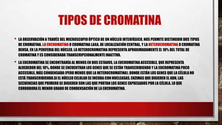 TIPOS DE CROMATINA
•

LA OBSERVACIÓN A TRAVÉS DEL MICROSCOPIO ÓPTICO DE UN NÚCLEO INTERFÁSICO, NOS PERMITE DISTINGUIR DOS TIPOS
DE CROMATINA. LA EUCROMATINA O CROMATINA LAXA, DE LOCALIZACIÓN CENTRAL, Y LA HETEROCROMATINA O CROMATINA
DENSA, EN LA PERIFERIA DEL NÚCLEO. LA HETEROCROMATINA REPRESENTA APROXIMADAMENTE EL 10% DEL TOTAL DE
CROMATINA Y ES CONSIDERADA TRANSCRIPCIONALMENTE INACTIVA.

•

LA EUCROMATINA SE ENCONTRARÍA AL MENOS EN DOS ESTADOS, LA EUCROMATINA ACCESIBLE, QUE REPRESENTA
ALREDEDOR DEL 10%, DONDE SE ENCUENTRAN LOS GENES QUE SE ESTÁN TRANSCRIBIENDO Y LA EUCROMATINA POCO
ACCESIBLE, MÁS CONDENSADA (PERO MENOS QUE LA HETEROCROMATINA), DONDE ESTÁN LOS GENES QUE LA CÉLULA NO
ESTÁ TRANSCRIBIENDO.SI EL NÚCLEO CELULAR SE INCUBA CON NUCLEASAS, ENZIMAS QUE DIGIEREN EL ADN, LAS
SECUENCIAS QUE PRIMERO SE DIGIEREN SON LAS QUE PORTAN LOS GENES EXPRESADOS POR LA CÉLULA, LO QUE
CORROBORA EL MENOR GRADO DE CONDENSACIÓN DE LA EUCROMATINA.

 