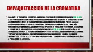 EMPAQUETACCION DE LA CROMATINA
• CADA BUCLE DE CROMATINA REPRESENTA UN DOMINIO FUNCIONAL O UNIDAD DE REPLICACIÓN (FIG. 10.10E).

ESTOS DOMINIOS CONTIENEN ALREDEDOR DE 100.000 PARES DE BASES, EXTENSIÓN DE ADN SUFICIENTE PARA
ACOMODAR VARIOS GENES DE TAMAÑO PROMEDIO. ALGUNOS GENES, SIN EMBARGO, PUEDEN ABARCAR
VARIOS DOMINIOS ADYACENTES DE UN CROMOSOMA. CADA CROMOSOMA PUEDE TENER CIEN O MÁS
DOMINIOS.DURANTE LA PROFASE, LOS CROMOSOMAS APARECEN EN FORMA MÁS CONDENSADA, ALCANZANDO
LA CROMATINA SU MAYOR NIVEL DE CONDENSACIÓN EN METAFASE(FIG. 10.10F). LA ORGANIZACIÓN DE LOS
CROMOSOMAS ENVUELVE LA FOSFORILACIÓN DE LA H1 Y OTRAS PROTEÍNAS, LO CUAL CAUSA EL PLEGAMIENTO
Y EMPAQUETAMIENTO AÚN MÁS COMPACTO DE LA CROMATINA. EL ANDAMIAJE O MATRIZ NUCLEAR SE
CONVIERTE EN EL CENTRO DE LA ESTRUCTURA DEL CROMOSOMA, Y COMO LA COMPACTACIÓN CONTINÚA, ÉSTE
SE PLIEGA MODO DE ACORDEÓN.

 
