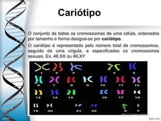 Cariótipo
O conjunto de todos os cromossomas de uma célula, ordenados
por tamanho e forma designa-se por cariótipo.
O cariótipo é representado pelo número total de cromossomos,
seguido de uma vírgula, e especificados os cromossomos
sexuais. Ex. 46,XX ou 46,XY
 
