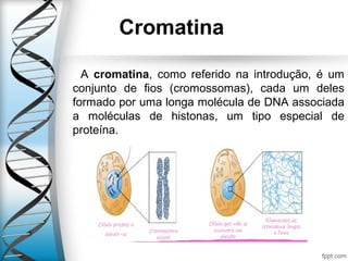 Cromatina
        A  cromatina,  como  referido  na  introdução,  é  um 
conjunto  de  fios  (cromossomas),  cada  um  deles 
formado por uma longa molécula de DNA associada 
a  moléculas  de  histonas,  um  tipo  especial  de 
proteína.
 
