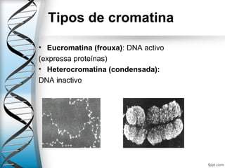 Tipos de cromatina
• Eucromatina (frouxa): DNA activo
(expressa proteínas)
• Heterocromatina (condensada):
DNA inactivo
 