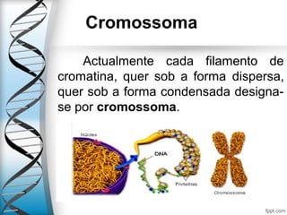 Cromossoma
Actualmente cada filamento de
cromatina, quer sob a forma dispersa,
quer sob a forma condensada designa-
se por cromossoma.
 