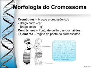 Morfologia do Cromossoma
Cromátides – braços cromossómicos
- Braço curto –”p”
- Braço longo – “q”
Centrômero – Ponto de união das cromátides
Telómeros – região da ponta do cromossomo
 