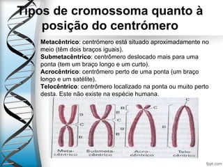 Tipos de cromossoma quanto à
posição do centrómero
Metacêntrico: centrómero está situado aproximadamente no
meio (têm dois braços iguais).
Submetacêntrico: centrômero deslocado mais para uma
ponta (tem um braço longo e um curto).
Acrocêntrico: centrômero perto de uma ponta (um braço
longo e um satélite).
Telocêntrico: centrômero localizado na ponta ou muito perto
desta. Este não existe na espécie humana.
 