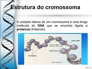 Estrutura do cromossoma
A unidade básica de um cromossoma é uma longa
molécula de DNA que se encontra ligada a
proteínas (histonas).
 