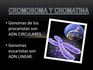 • Genomas de los
  procariotas son
  ADN CIRCULARES.

• Genomas
  eucariotas son
  ADN LINEAR.
 