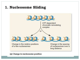 1. Nucleosome Sliding
 