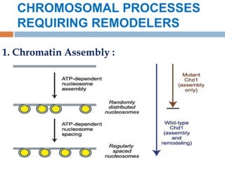 CHROMOSOMAL PROCESSES
REQUIRING REMODELERS
1. Chromatin Assembly :
 