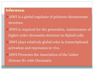 Inference:
ISWI is a global regulator of polytene chromosome
structure.
ISWI is required for the generation, maintenance of
higher order chromatin structure in diploid cells.
ISWI plays relatively global roles in transcriptional
activation and repression in vivo.
ISWI Promotes the Association of the Linker
Histone H1 with Chromatin
 