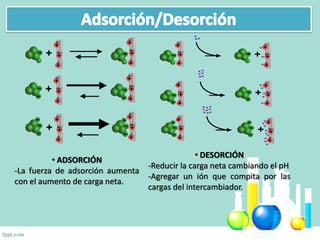 • ADSORCIÓN
-La fuerza de adsorción aumenta
con el aumento de carga neta.
• DESORCIÓN
-Reducir la carga neta cambiando el pH
-Agregar un ión que compita por las
cargas del intercambiador.
 