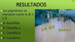 RESULTADOS
Los pigmentos se
marcaron como A, B, C
y D.
A: Xantofilas
B: Clorofila a
C: Clorofila b
D: Carotenos
C
,
B
A
,
B
A
,
B
A
D
D DB C
3
 