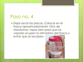 Paso no. 4
 Dejar secar las placas. Colocar en el
frasco aproximadamente 15mL de
cloroformo, tapar bien para que los
vapores ocupen la atmosfera del frasco y
evitar que se escapen.
 