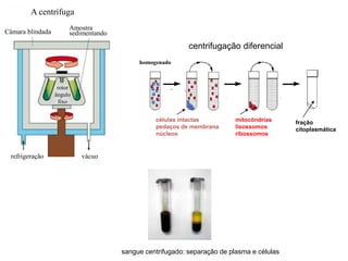 sangue centrifugado: separação de plasma e células
centrifugação diferencial
homogenado
células intactas
pedaços de membrana
núcleos
mitocôndrias
lisossomos
ribossomos
fração
citoplasmática
A centrífuga
Câmara blindada
Amostra
sedimentando
refrigeração vácuo
rotor
ângulo
fixo
 