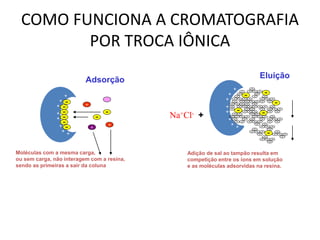 Adsorção
Eluição
+
+
+
+
+
+
+
+
Moléculas com a mesma carga,
ou sem carga, não interagem com a resina,
sendo as primeiras a sair da coluna
Adição de sal ao tampão resulta em
competição entre os íons em solução
e as moléculas adsorvidas na resina.
Na+Cl- +
+
+
+
+
+
+
+
+
+
+ +
COMO FUNCIONA A CROMATOGRAFIA
POR TROCA IÔNICA
 