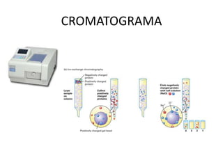 CROMATOGRAMA
 