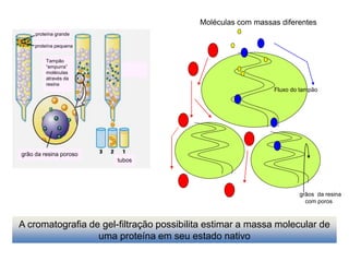 grão da resina poroso
proteína grande
proteína pequena
Tampão
“empurra”
moléculas
através da
resina
tubos
Moléculas com massas diferentes
Fluxo do tampão
grãos da resina
com poros
A cromatografia de gel-filtração possibilita estimar a massa molecular de
uma proteína em seu estado nativo
 