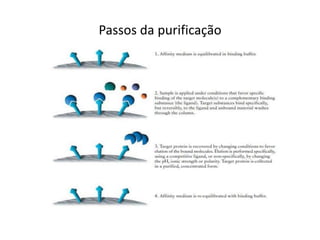 Passos da purificação
 