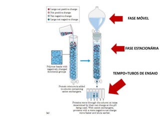 TEMPO=TUBOS DE ENSAIO
FASE MÓVEL
FASE ESTACIONÁRIA
 