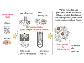 tecidos
células
Homogeneização
(para romper tecidos e células)
por pressão
(prensa francesa)
liquefação
(Potter)
Homogenado
ou
Extrato bruto
Material
de
partida
Material na
fonte
por ultra-som com
detergente
Vários métodos são
possíveis para transformar
células, órgãos, tecidos em
um homogenado, ou extrato
bruto, como mostra a figura.
 