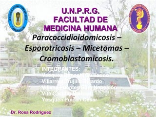 Paracoccidioidomicosis – Esporotricosis – Micetomas – Cromoblastomicosis. Dr. Rosa Rodriguez INTEGRANTES: Vasquez Rimachi Guillermo Villarreal Trujillo Ricardo Villena Fuentes Gino Napoleón Vite Castillo Michael Yesquén Puican César U.N.P.R.G. FACULTAD DE MEDICINA HUMANA 