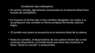 Conidiación tipo cladosporio.
• Un primer conidio, ligeramente ensanchado en el extremo distal tiene
función de conidióforo.
• En la punta se forman dos o más conidios elongados, los cuales a su
vez producen más conidios en forma acrópeta formando cadenas
largas.
• El conidio más joven se encuentra en el extremo distal de la cadena.
• Todos los conidios, al desprenderse de una cadena tienen dos o más
cicatrices disyuntoras; el conidio basal que tiene tres cicatrices se
llama “célula en escudo” o ramoconidio.
 