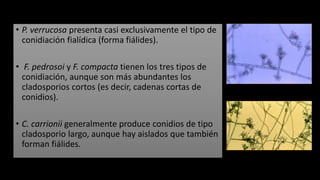 • P. verrucosa presenta casi exclusivamente el tipo de
conidiación fialídica (forma fiálides).
• F. pedrosoi y F. compacta tienen los tres tipos de
conidiación, aunque son más abundantes los
cladosporios cortos (es decir, cadenas cortas de
conidios).
• C. carrionii generalmente produce conidios de tipo
cladosporio largo, aunque hay aislados que también
forman fiálides.
 