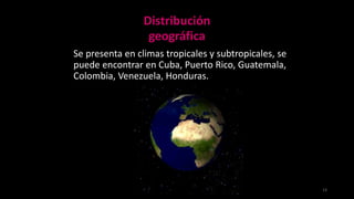 Aspectos Epidemiológicos
Se presenta en climas tropicales y subtropicales, se
puede encontrar en Cuba, Puerto Rico, Guatemala,
Colombia, Venezuela, Honduras.
13
Distribución
geográfica
 