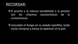 El prurito y la intensa sensibilidad a la presión
son los síntomas característicos de la
cromomicosis.
inoculado el hongo en su estado saprófito, tarda
varias semanas a meses en aparecer en la piel
 