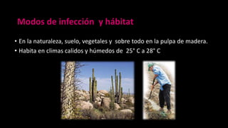 • En la naturaleza, suelo, vegetales y sobre todo en la pulpa de madera.
• Habita en climas calidos y húmedos de 25° C a 28° C
Modos de infección y hábitat
 