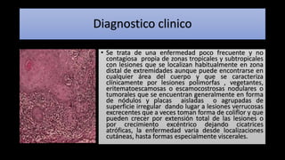 Diagnostico clinico
• Se trata de una enfermedad poco frecuente y no
contagiosa propia de zonas tropicales y subtropicales
con lesiones que se localizan habitualmente en zona
distal de extremidades aunque puede encontrarse en
cualquier área del cuerpo y que se caracteriza
clínicamente por lesiones polimorfas , vegetantes,
eritematoescamosas o escamocostrosas nodulares o
tumorales que se encuentran generalmente en forma
de nódulos y placas aisladas o agrupadas de
superficie irregular dando lugar a lesiones verrucosas
excrecentes que a veces toman forma de coliflor y que
pueden crecer por extensión total de las lesiones o
por crecimiento excéntrico dejando cicatrices
atróficas, la enfermedad varia desde localizaciones
cutáneas, hasta formas especialmente viscerales.
 