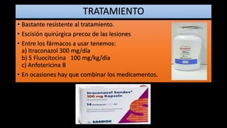 TRATAMIENTO
• Bastante resistente al tratamiento.
• Escisión quirúrgica precoz de las lesiones
• Entre los fármacos a usar tenemos:
a) Itraconazol 300 mg/día
b) 5 Fluocitocina 100 mg/kg/día
c) Anfotericina B
• En ocasiones hay que combinar los medicamentos.
 