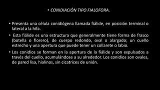 • CONIDIACIÓN TIPO FIALOFORA.
• Presenta una célula conidiógena llamada fiálide, en posición terminal o
lateral a la hifa.
• Esta fiálide es una estructura que generalmente tiene forma de frasco
(botella o florero), de cuerpo redondo, oval o alargado; un cuello
estrecho y una apertura que puede tener un collarete o labio.
• Los conidios se forman en la apertura de la fiálide y son expulsados a
través del cuello, acumulándose a su alrededor. Los conidios son ovales,
de pared lisa, hialinos, sin cicatrices de unión.
 