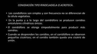 CONIDIACIÓN TIPO RINOCLADIELA O ACROTECA.
• Los condióforos son simples y con frecuencia no se diferencian de
la célula vegetativa.
• En la punta y a lo largo del conidióforo se producen conidios
unicelulares cilíndricos únicos.
• El conidióforo se elonga simpodialmente para producir más
conidios.
• Cuando se desprenden los conidios, en el conidióforo se observan
pequeñas cicatrices; en el conidio también queda una cicatriz de
unión.
 