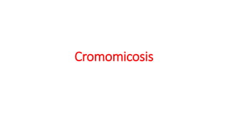 Cromomicosis
 