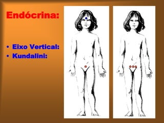 Endócrina:
• Eixo Vertical:
• Kundalini:
 