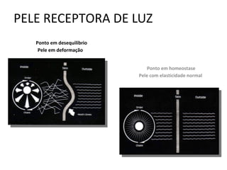 PELE RECEPTORA DE LUZ
Ponto em desequilibrio
Pele em deformação
Ponto em homeostase
Pele com elasticidade normal
 