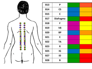 B13 P
B14 CS
B15 C
B17 Diafragma
B18 F
B19 VB
B20 BP
B21 E
B22 TA
B23 R
B25 IG
B27 ID
B28 B
 