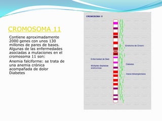 CROMOSOMA 11
Contiene aproximadamente
2000 genes con unos 130
millones de pares de bases.
Algunas de las enfermedades
asociadas a mutaciones en el
cromosoma 11 son:
Anemia falciforme: se trata de
una anemia crónica
acompañada de dolor
Diabetes
 