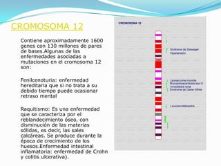 CROMOSOMA 12
 Contiene aproximadamente 1600
 genes con 130 millones de pares
 de bases.Algunas de las
 enfermedades asociadas a
 mutaciones en el cromosoma 12
 son:

 Fenilcenoturia: enfermedad
 hereditaria que si no trata a su
 debido tiempo puede ocasionar
 retraso mental

 Raquitismo: Es una enfermedad
 que se caracteriza por el
 reblandecimiento óseo, con
 disminución de las materias
 sólidas, es decir, las sales
 calcáreas. Se produce durante la
 época de crecimiento de los
 huesos.Enfermedad intestinal
 inflamatoria: enfermedad de Crohn
 y colitis ulcerativa).
 