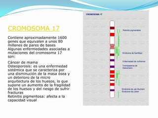 CROMOSOMA 17
Contiene aproximadamente 1600
genes que equivalen a unos 80
millones de pares de bases
Algunas enfermedades asociadas a
mutaciones del cromosoma 17
son:
Cáncer de mama
Osteoporosis: es una enfermedad
sistémica que se caracteriza por
una disminución de la masa ósea y
un deterioro de la micro
arquitectura de los huesos, lo que
supone un aumento de la fragilidad
de los huesos y del riesgo de sufrir
fracturas
Retinitis pigmentosa: afecta a la
capacidad visual
 