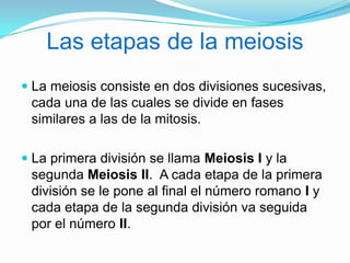 Las etapas de la meiosis
 La meiosis consiste en dos divisiones sucesivas,
  cada una de las cuales se divide en fases
  similares a las de la mitosis.

 La primera división se llama Meiosis I y la
  segunda Meiosis II. A cada etapa de la primera
 división se le pone al final el número romano I y
 cada etapa de la segunda división va seguida
 por el número II.
 