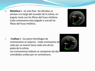 2.   Metafase I.- en esta fase las tétradas se
     alinean a lo largo del ecuador de la célula, en
     ángulo recto con las fibras del huso mitótico.
     Cada cromosoma esta pegado a una de las
     fibras del huso mitótico.




3.    Anafase I.- los pares homólogos de
     cromosomas se separan. Cada cromosoma de
     cada par se mueve hacia cada uno de los
     polos de la célula.
     Los cromosomas todavía se componen de dos
     cromátidas unidas por un centrómero.
 