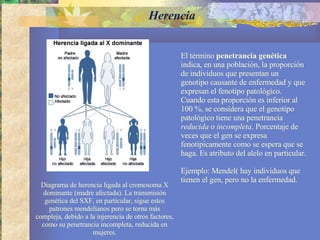 El término  penetrancia genética  indica, en una población, la proporción de individuos que presentan un genotipo causante de enfermedad y que expresan el fenotipo patológico. Cuando esta proporción es inferior al 100 %, se considera que el genotipo patológico tiene una penetrancia  reducida  o  incompleta . Porcentaje de veces que el gen se expresa fenotípicamente como se espera que se haga. Es atributo del alelo en particular.  Ejemplo: Mendel( hay individuos que tienen el gen, pero no la enfermedad. Diagrama de herencia ligada al cromosoma X dominante (madre afectada). La transmisión genética del SXF, en particular, sigue estos patrones mendelianos pero se torna más compleja, debido a la injerencia de otros factores, como su penetrancia incompleta, reducida en mujeres. Herencia 