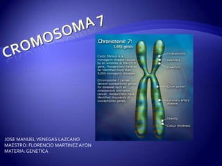 Cromosoma 7 JOSE MANUEL VENEGAS LAZCANO MAESTRO: FLORENCIO MARTINEZ AYON MATERIA: GENETICA 