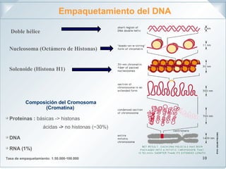 Cromosoma eucariotico | PPT