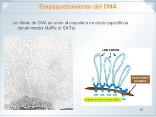 Cromosoma eucariotico | PPT