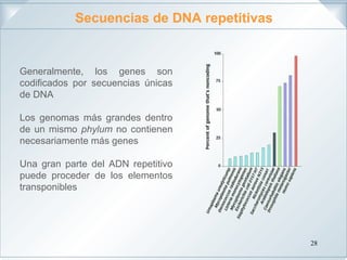 Cromosoma eucariotico | PPT