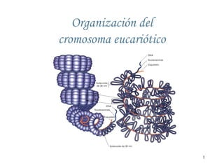 Organización del
cromosoma eucariótico

1

 
